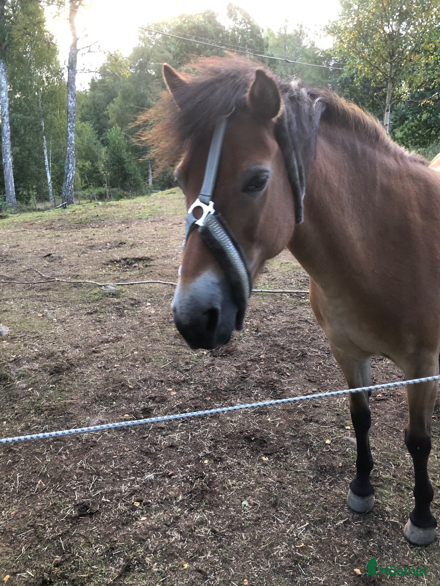  hästar Vår älskade Hannah söker nytt hem - Annons 4