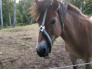 hästar Vår älskade Hannah söker nytt hem - Annons 4
