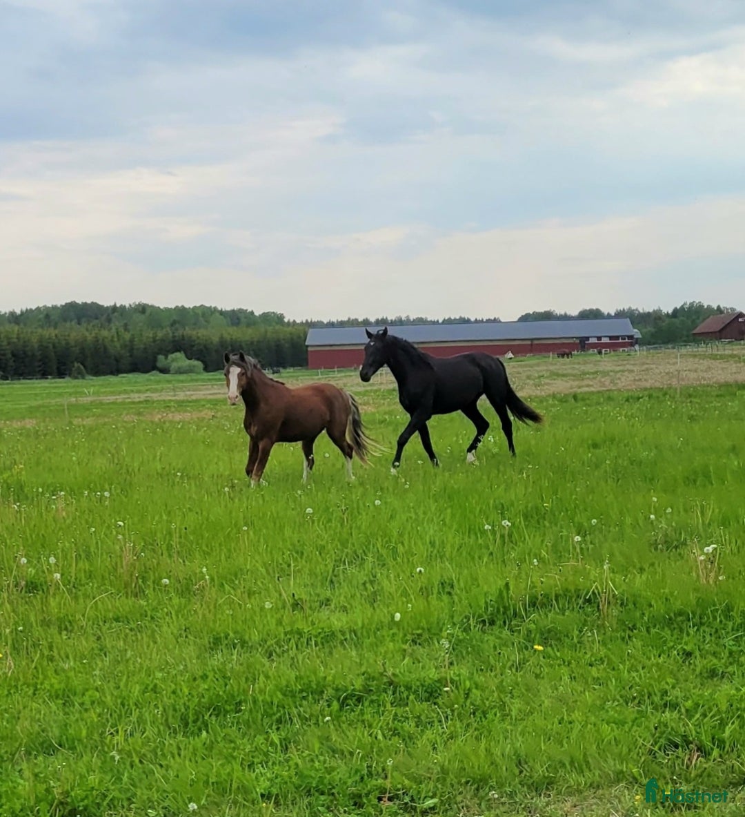  stallplats finnes: Hel/halvinackodering-Ridhus-Tierp i Skärplinge - Annons 2