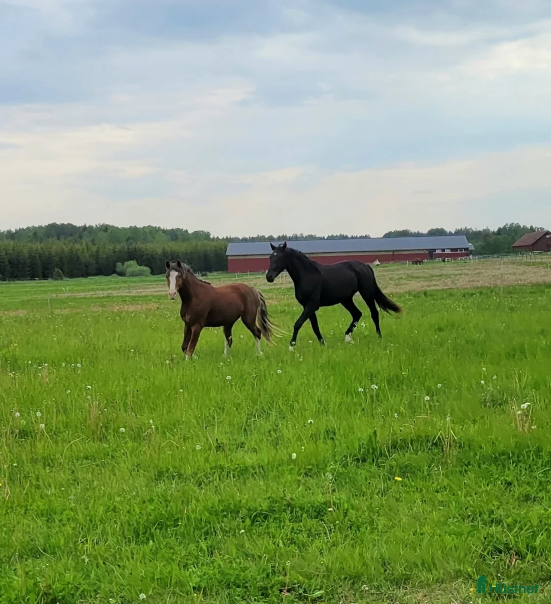  stallplats finnes: Hel/halvinackodering-Ridhus-Tierp i Skärplinge - Annons 2
