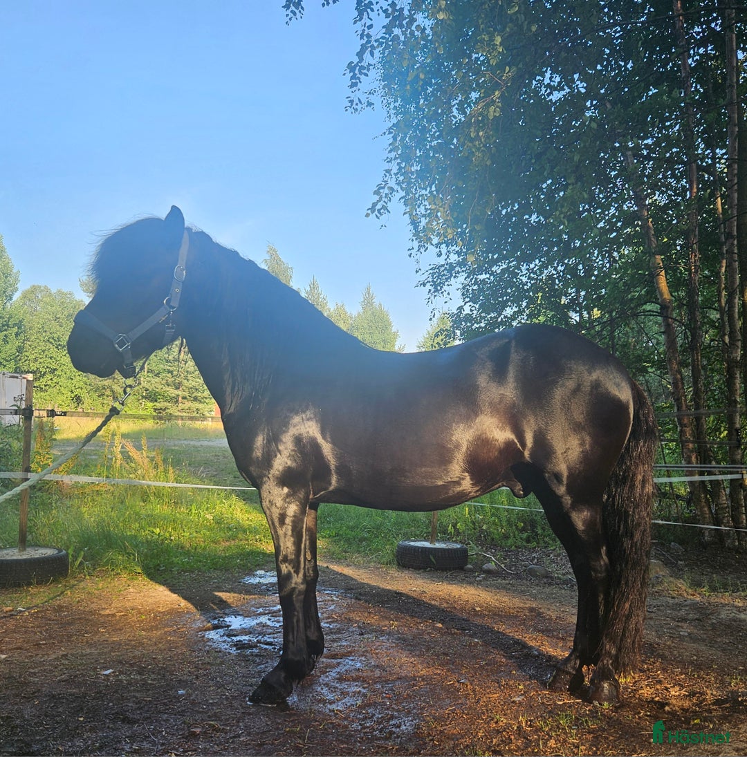 Island hästar till salu: Drömkillen med härlig personlighet i Skellefteå - Annons 2