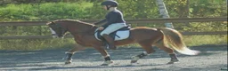  avel finnes: Till avel  - Annons 3