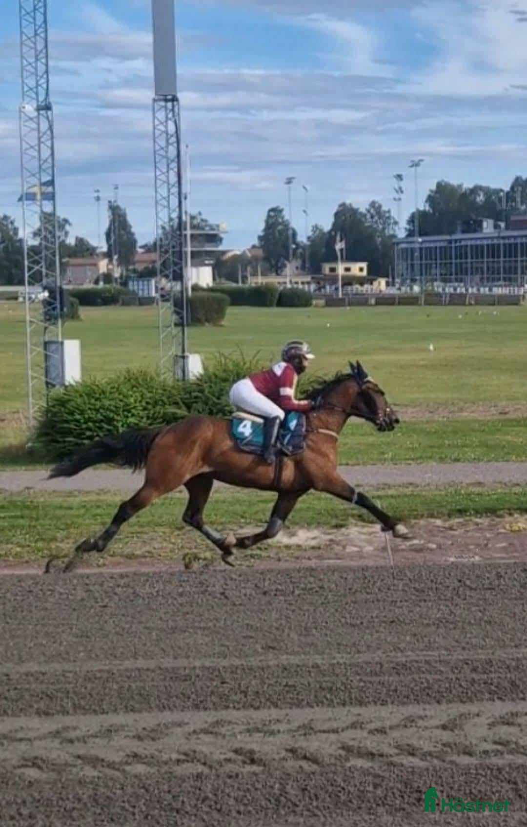  hästar Trav/ skogsmulle/ promenadhäst - Annons 1