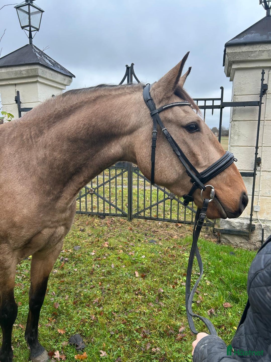 Dressyr hästar till salu: Ung Lusitano valack med stor utvecklings potential i Stallarholmen - Annons 2