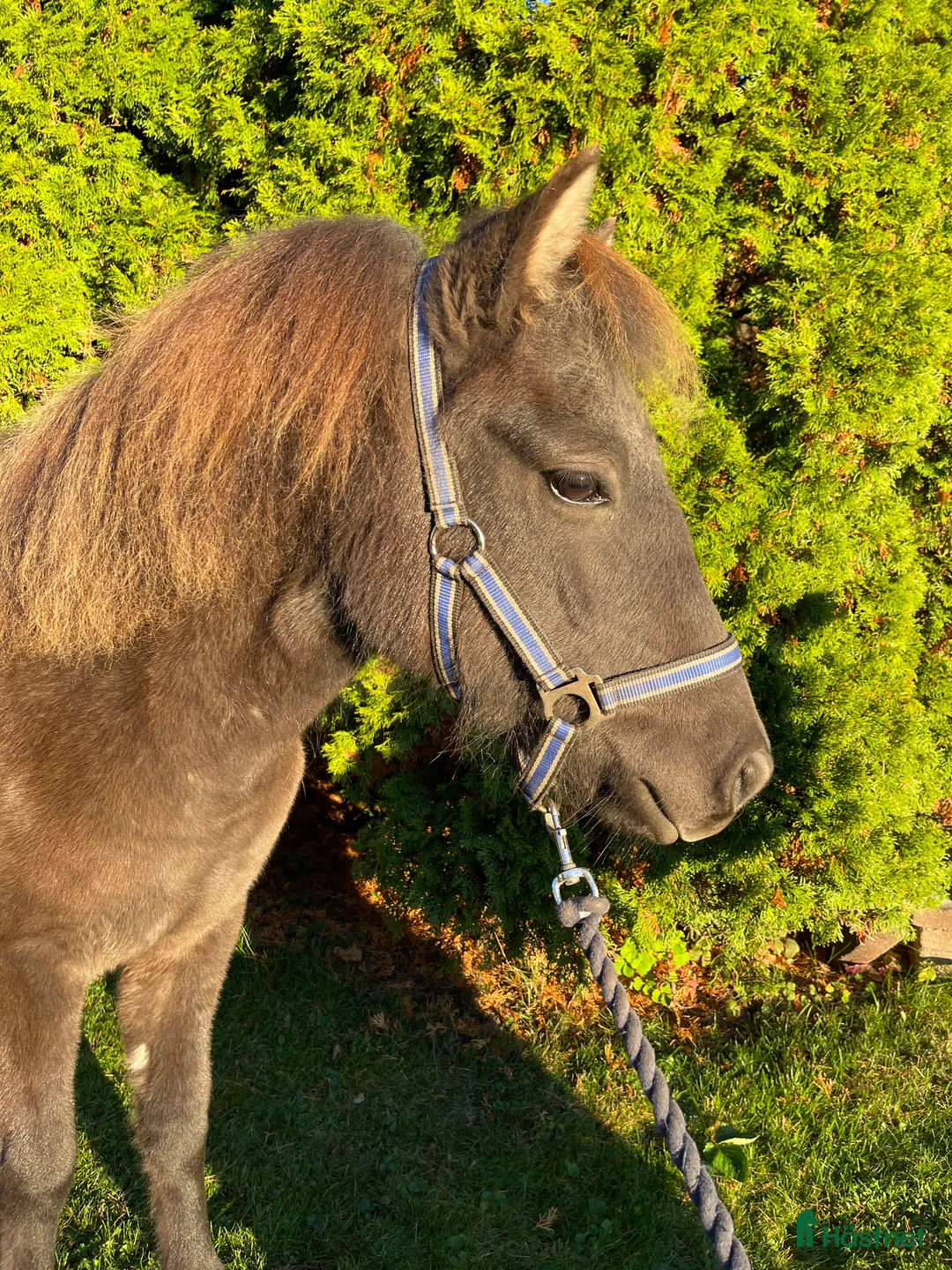 Trav hästar till salu: Prima Donna för årgångsloppen i Laholm - Annons 3