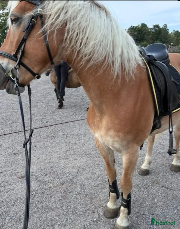  hästar Trevligt utvecklingsbart sto.  - Annons 4