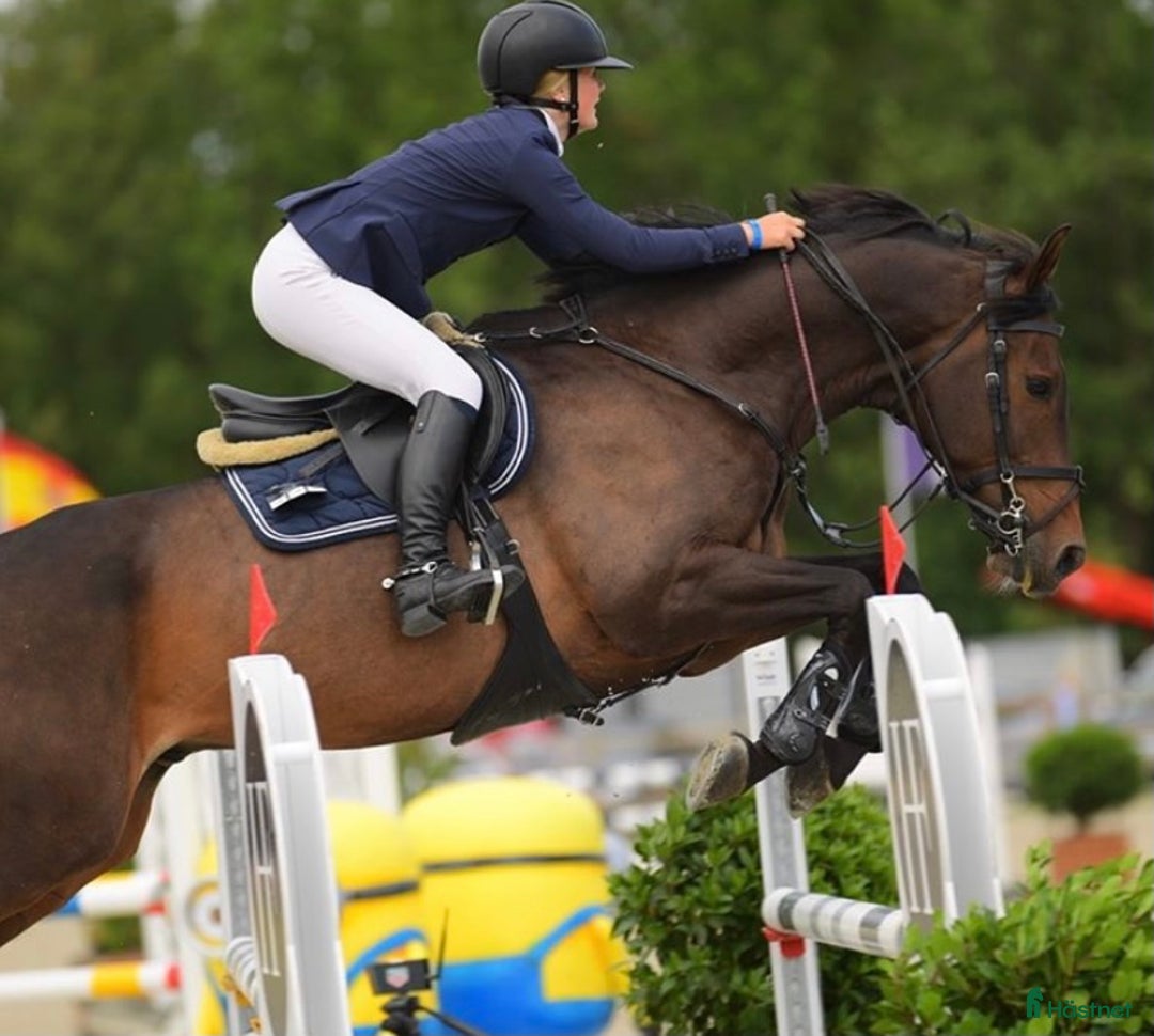 Hoppning hästar sökes: Nystartad verksamhet söker uppdrag - Annons 3