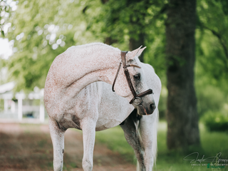 hästar i Eskilstuna - Annons 1