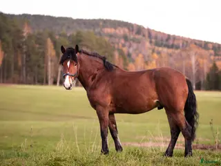 hästar Ståtlig valack med rolig personlighet i Bollstabruk - Annons 1