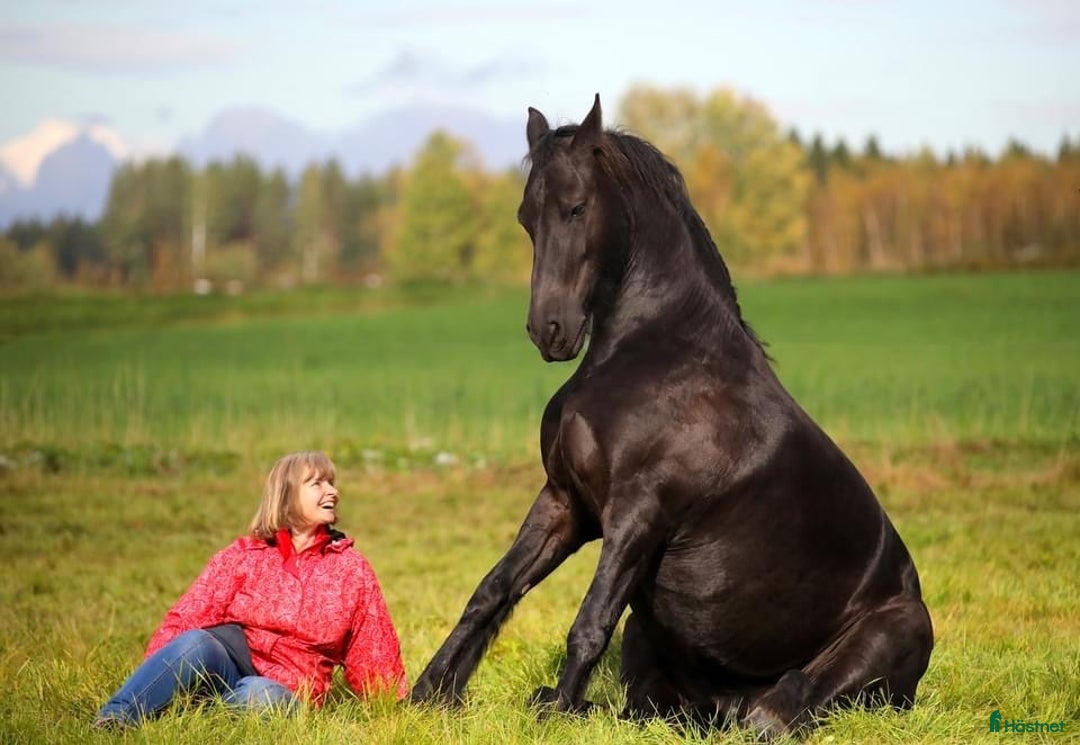 Allround hästar till salu: **Exceptional Horse for Sale** - Annons 18