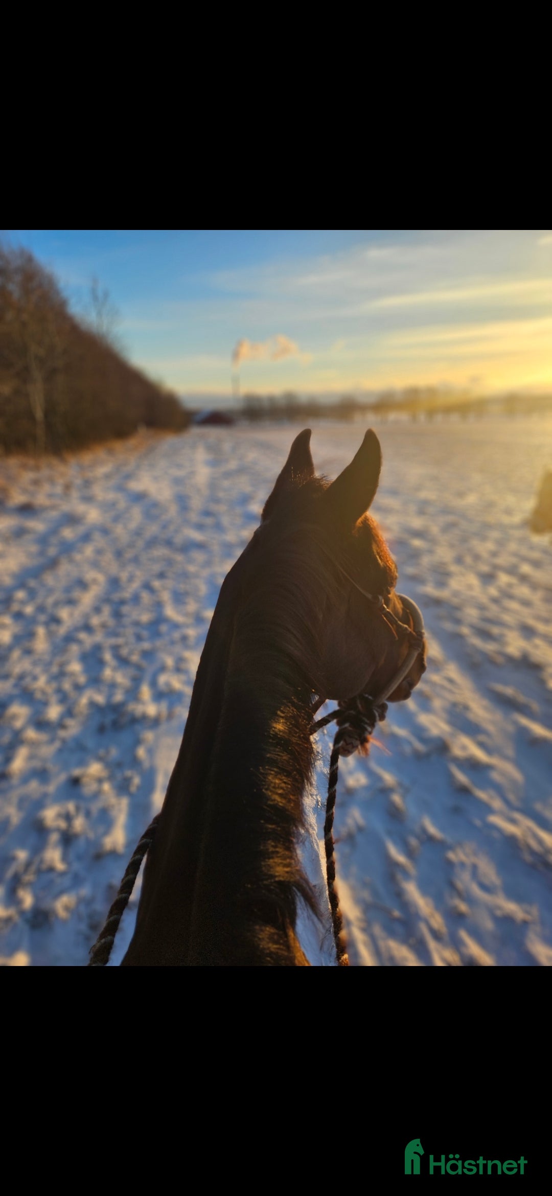 Allround hästar till salu: Lakrits i Genarp - Annons 3