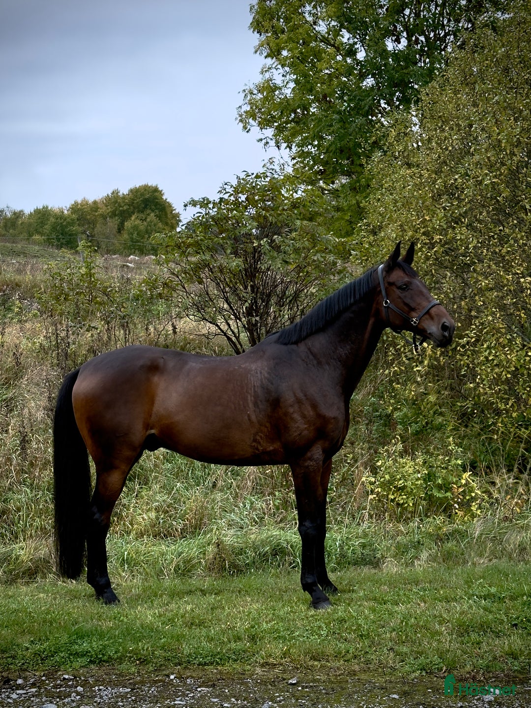 Dressyr hästar till salu: Snygg Dressyrhäst  i Märsta - Annons 2