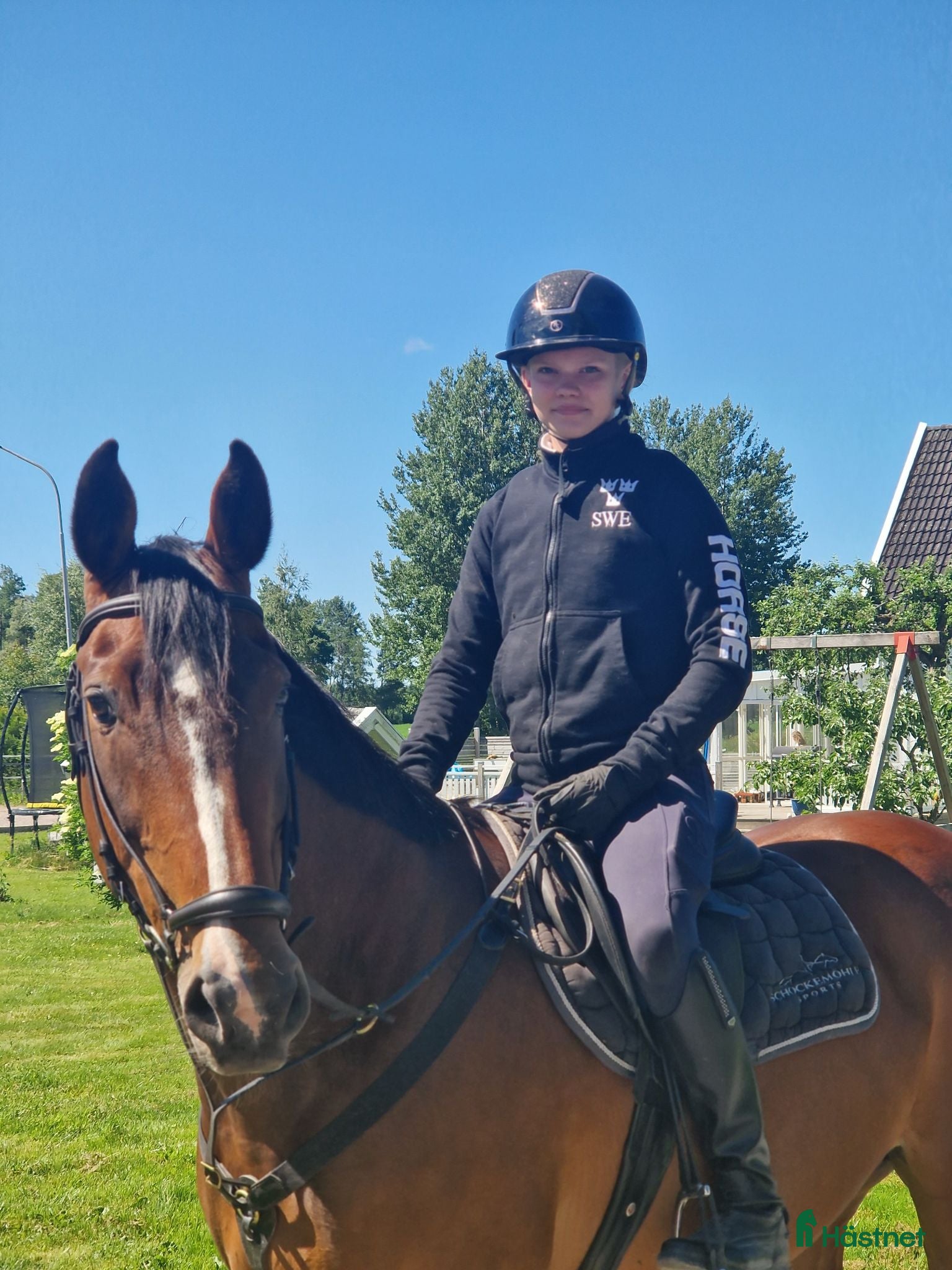  foderhäst Foderhäst 17år sto - Annons 2