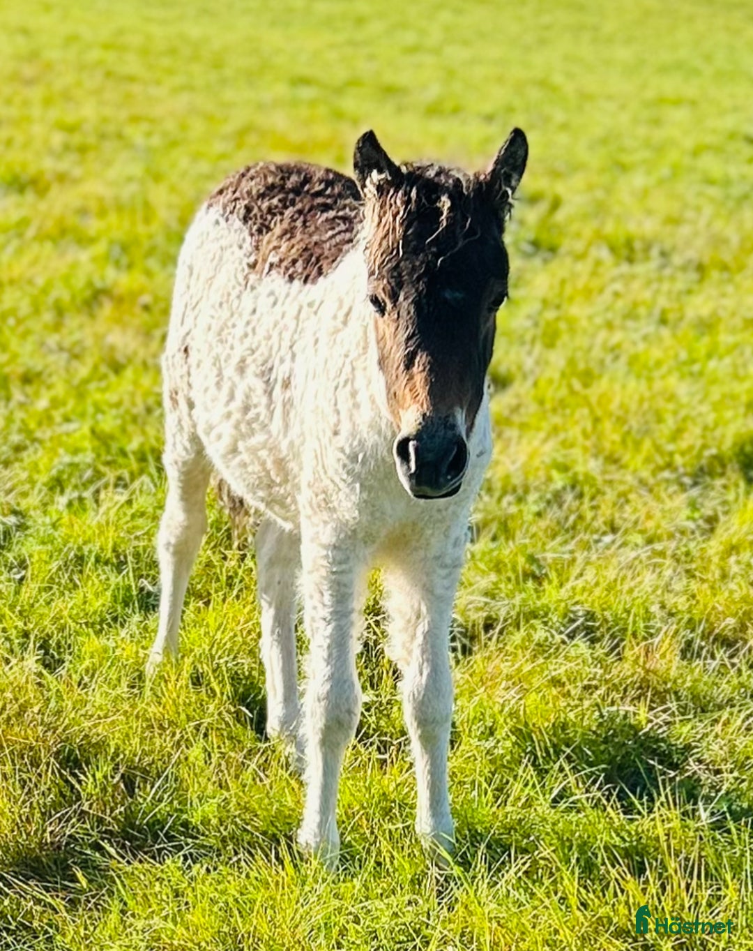 Allround hästar till salu: American mini curly  i Ekshärad - Annons 1