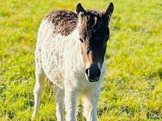 hästar American mini curly i Ekshärad - Annons 2