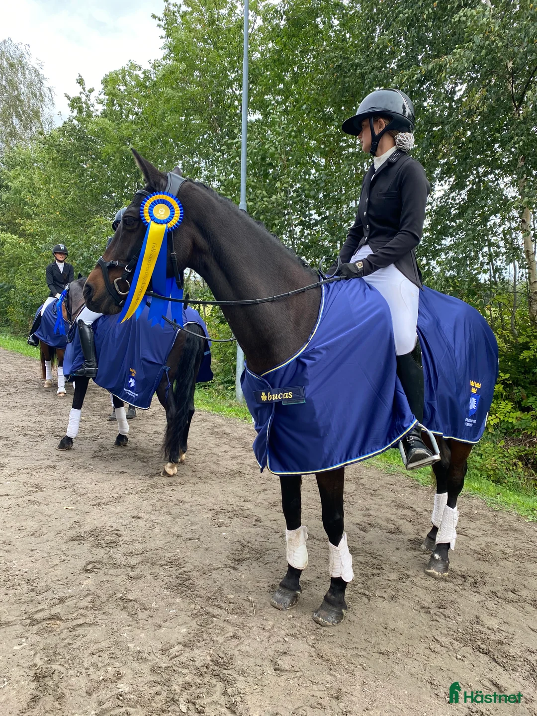 Dressyr hästar till salu: Elegant FEI ponny i Aneby - Annons 4