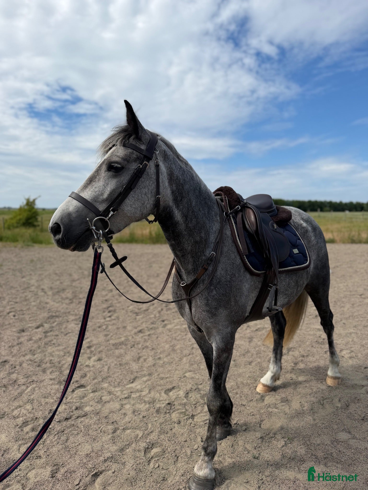  hästar Lovande ungponny - Annons 18