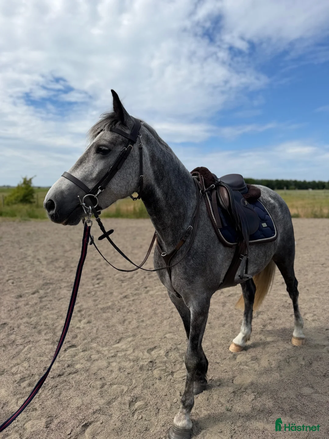 Hoppning hästar till salu: Lovande ungponny - Annons 1