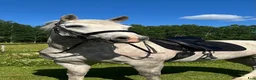 Working Equitation hästar till salu: Svensk född lusitano sto - Annons 1