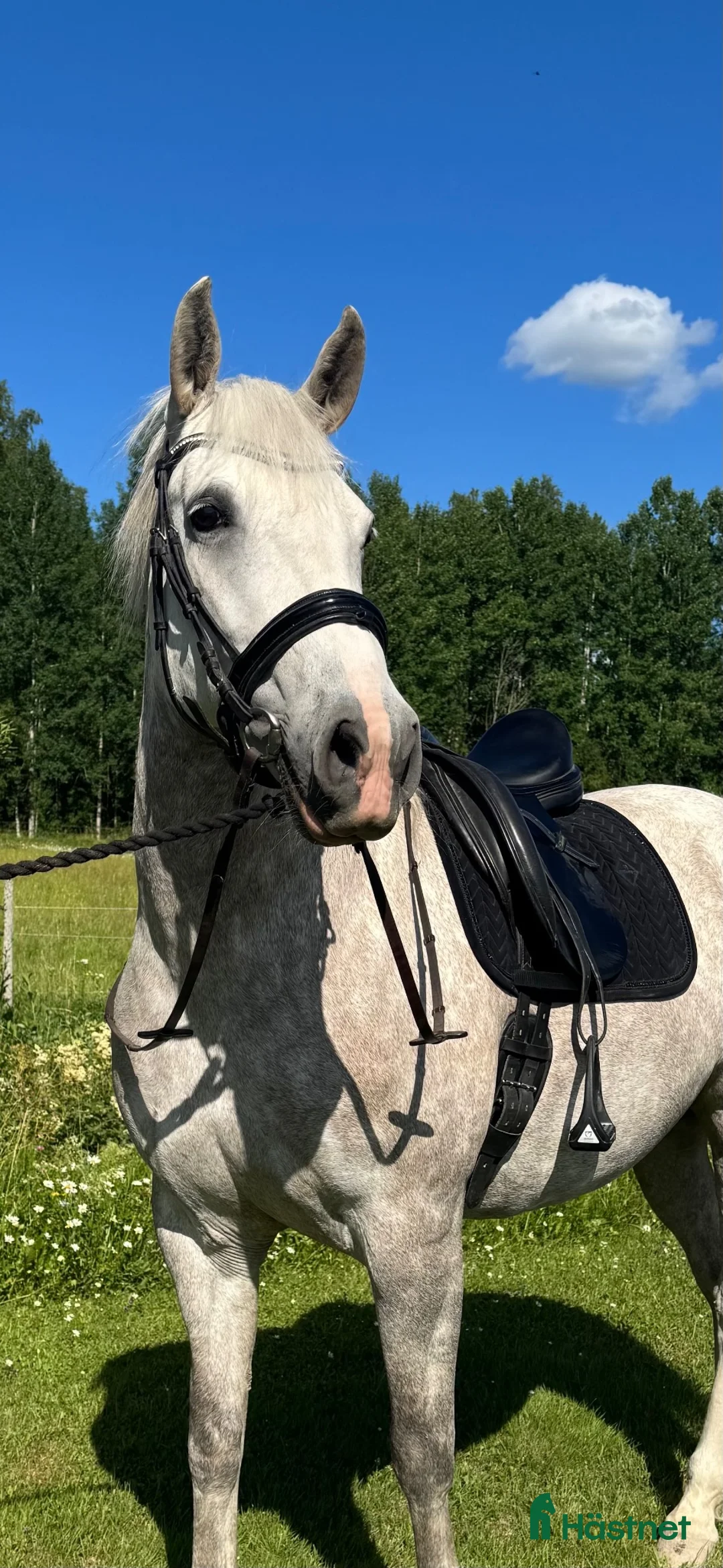 Working Equitation hästar till salu: Svensk född lusitano sto - Annons 1
