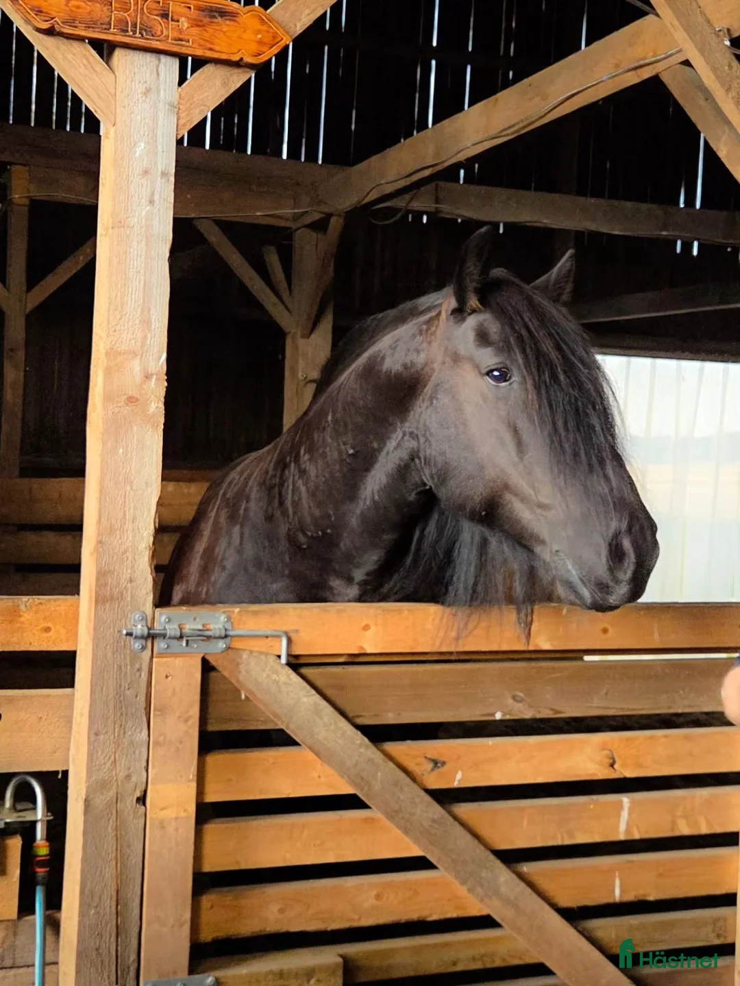 Övrigt hästar till salu: Känslig drömhäst ❤️ i Järpås - Annons 6