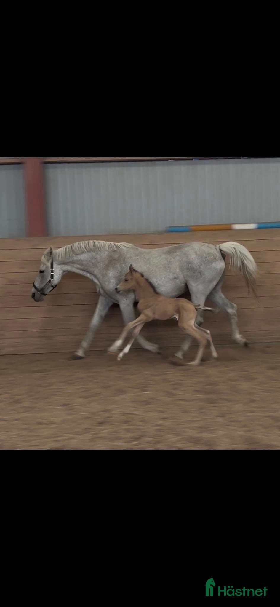  hästar Dräktigt Ponnysto sökes i Braås - Annons 2