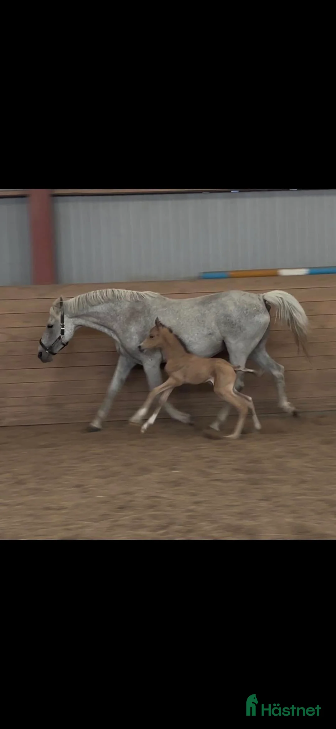 Avelshästar hästar sökes: Dräktigt Ponnysto sökes i Braås - Annons 1