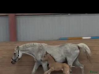 hästar Dräktigt Ponnysto sökes i Braås - Annons 2