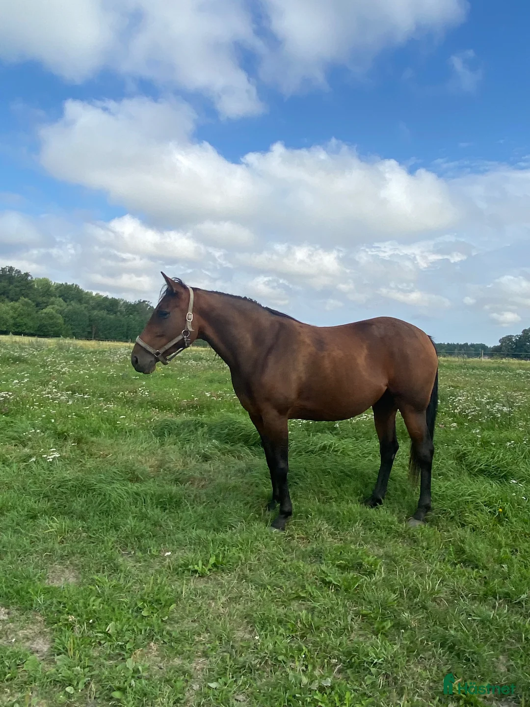 Trav hästar till salu: Mor/dotter häst - Annons 1