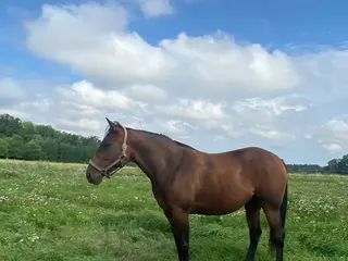 hästar Mor/dotter häst - Annons 1