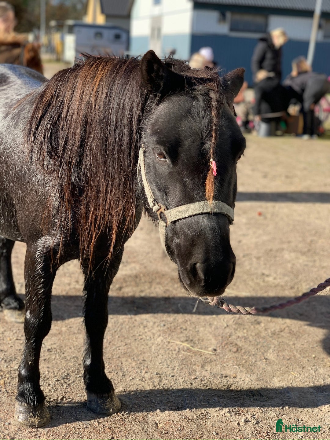 Allround hästar till salu: Trevlig shetlandsponny i Vallda - Annons 8