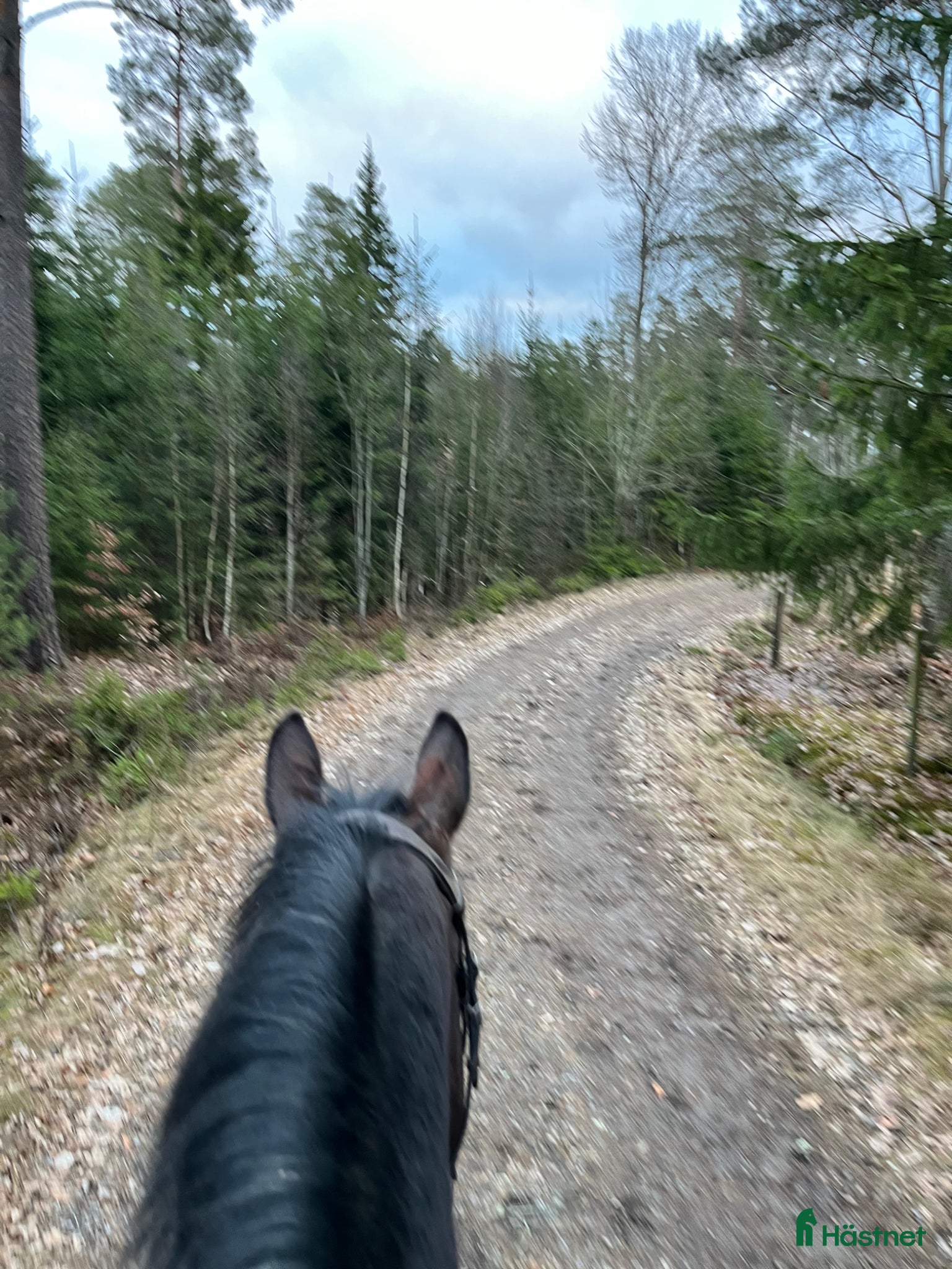  hästar Skogsmulle söker nytt hem - Annons 12