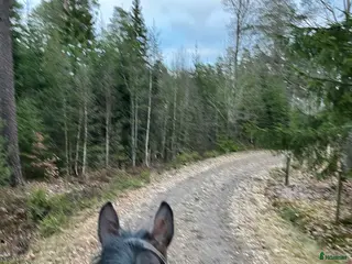 hästar Skogsmulle söker nytt hem - Annons 12