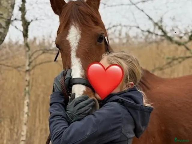 hästar till salu: Älskad C-ponny söker nytt hem ❤️ - Annons 2