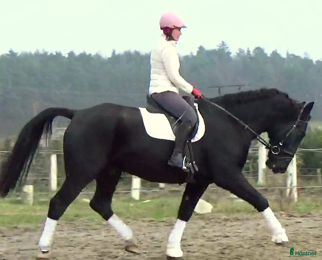 Allround hästar till salu: Fantastic Silesian horse for Christmas time i Örsundsbro - Annons 11