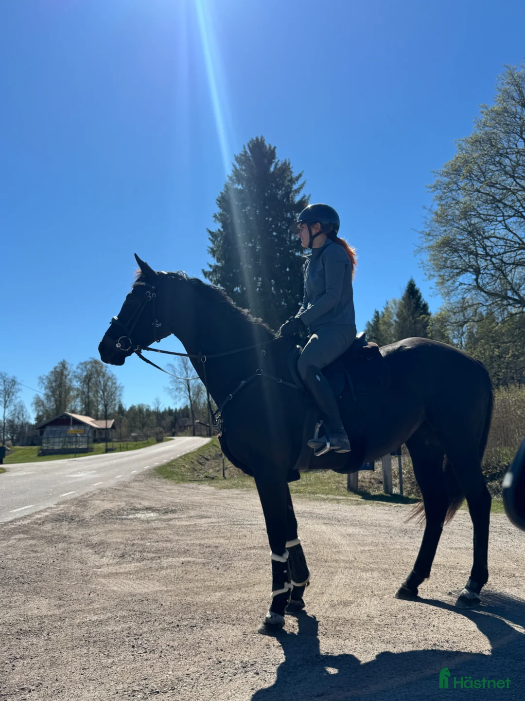 Allround hästar till salu: Engelskt fullblodssto med fin utvecklingspotential i Mjölby - Annons 2