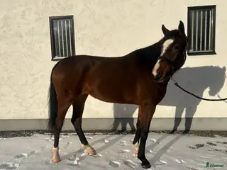 hästar Framtidslöfte - Annons 8