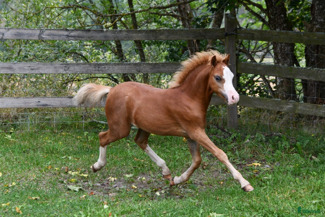 Allround hästar till salu: Ett föl som fångar blicken direkt.  i Nyköping - Annons 10