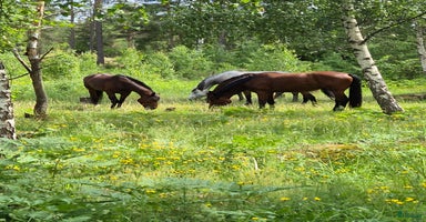  stallplats i Vagnhärad - Annons 6