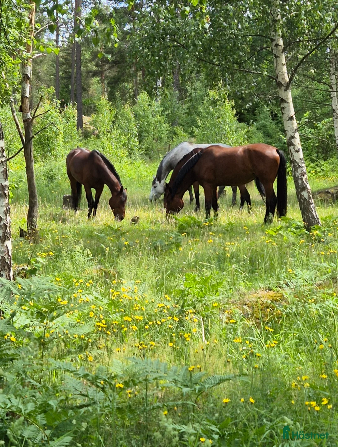  stallplats finnes: Lediga stallplatser i Vagnhärad - Annons 2