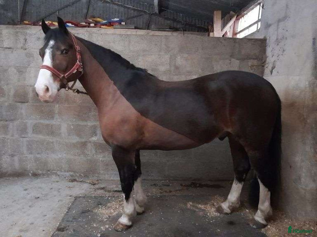 Hoppning hästar till salu: Welsh gelding 140cm i Ljungby - Annons 6