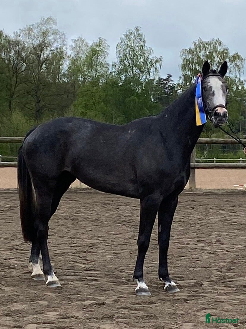  hästar Lovande framtidsämne  i Sävsjö - Annons 10