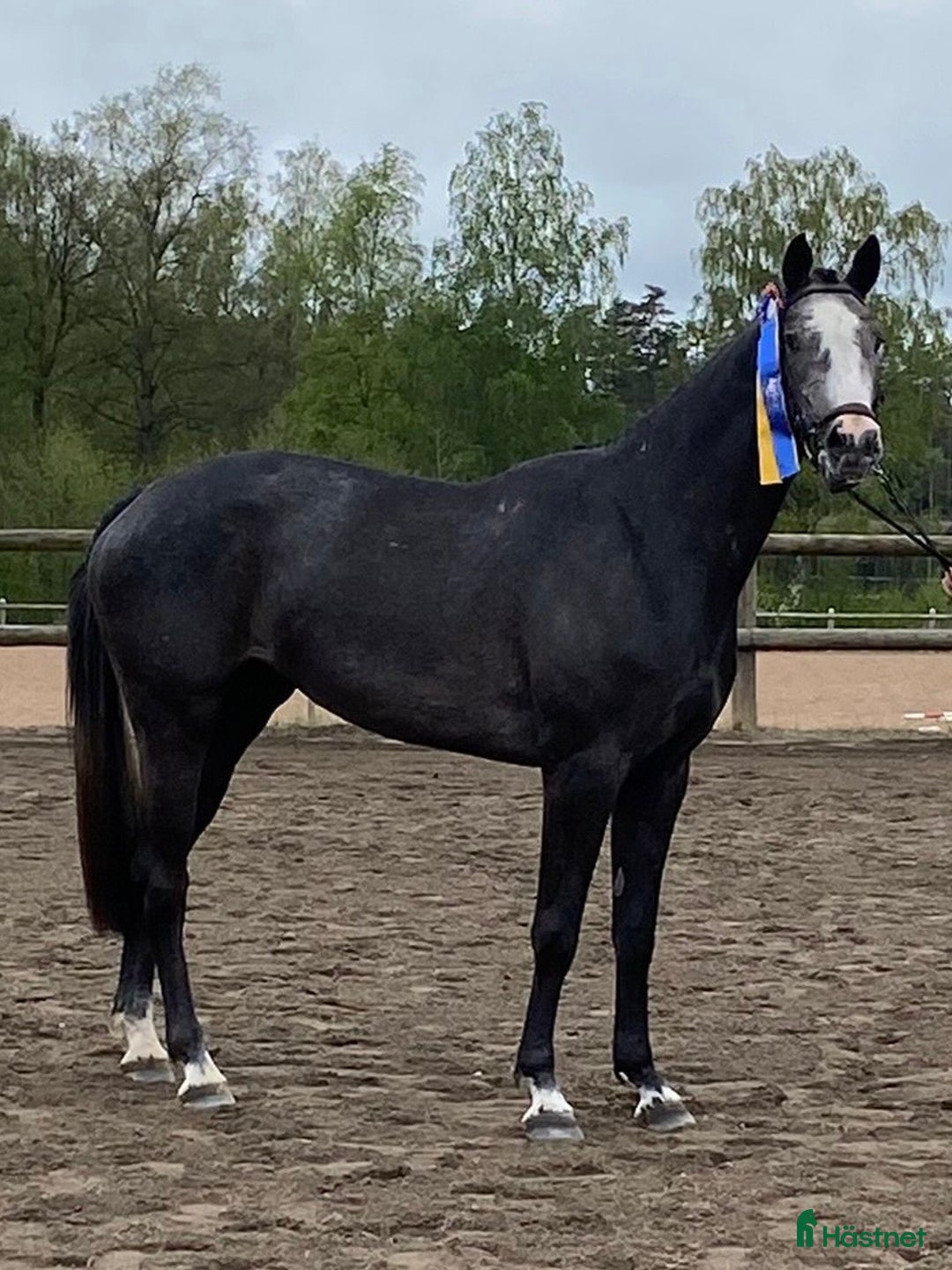 Hoppning hästar till salu: Lovande framtidsämne  i Sävsjö - Annons 1