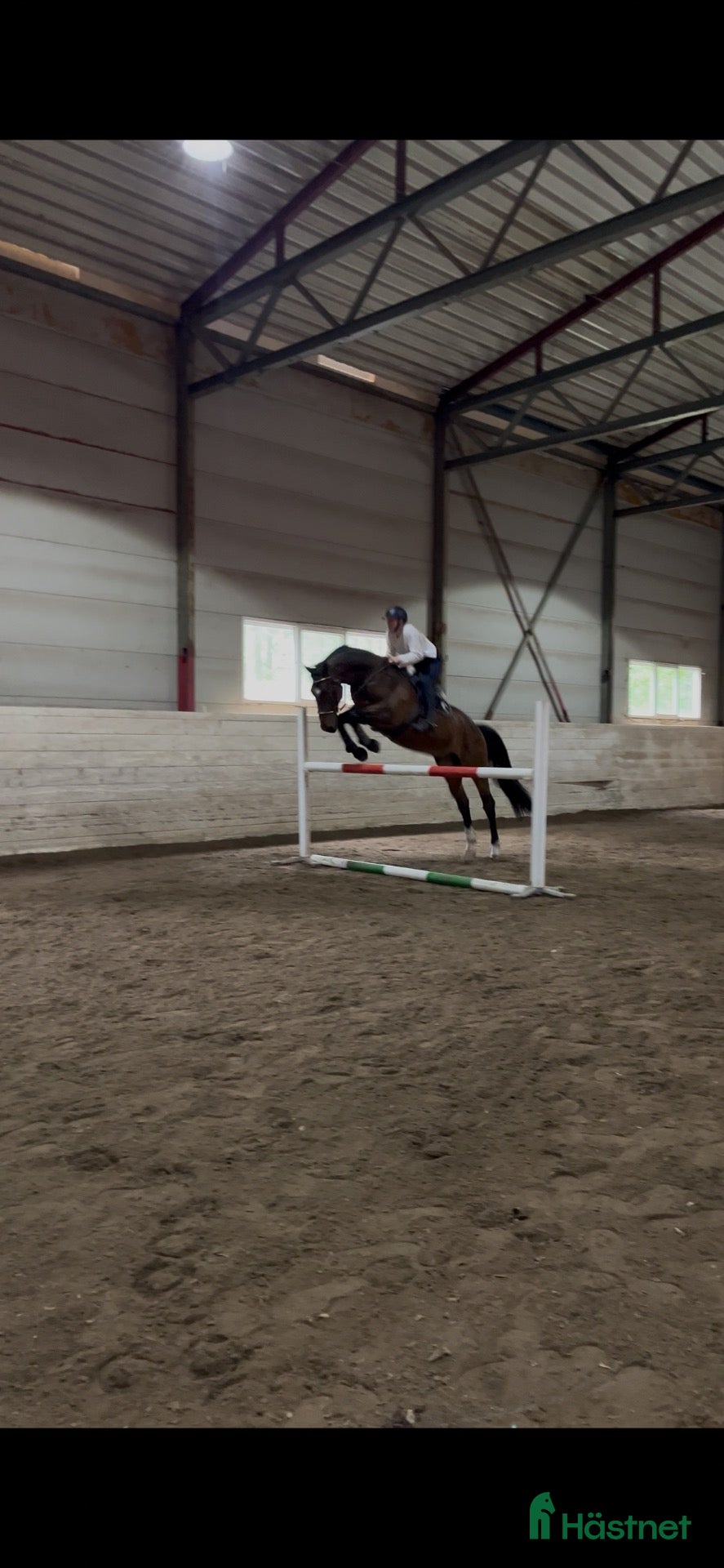  hästar Allround hest selges - Annons 10