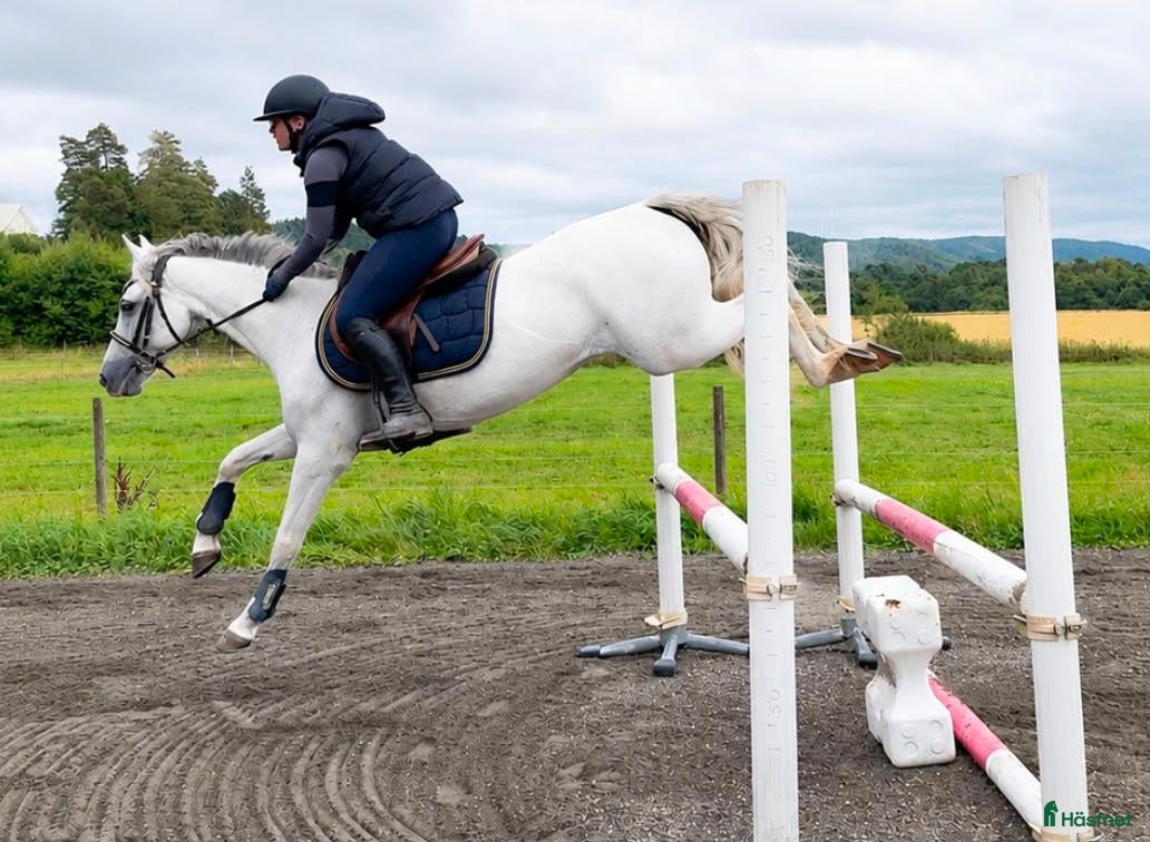  hästar Trevlig ponny för allround🌟 Prissänkt! - Annons 2