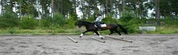 Allround hästar till salu: Jättetrevligt sto 6 år - Annons 11