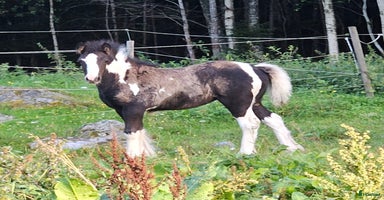  hästar i Närkesberg - Annons 16