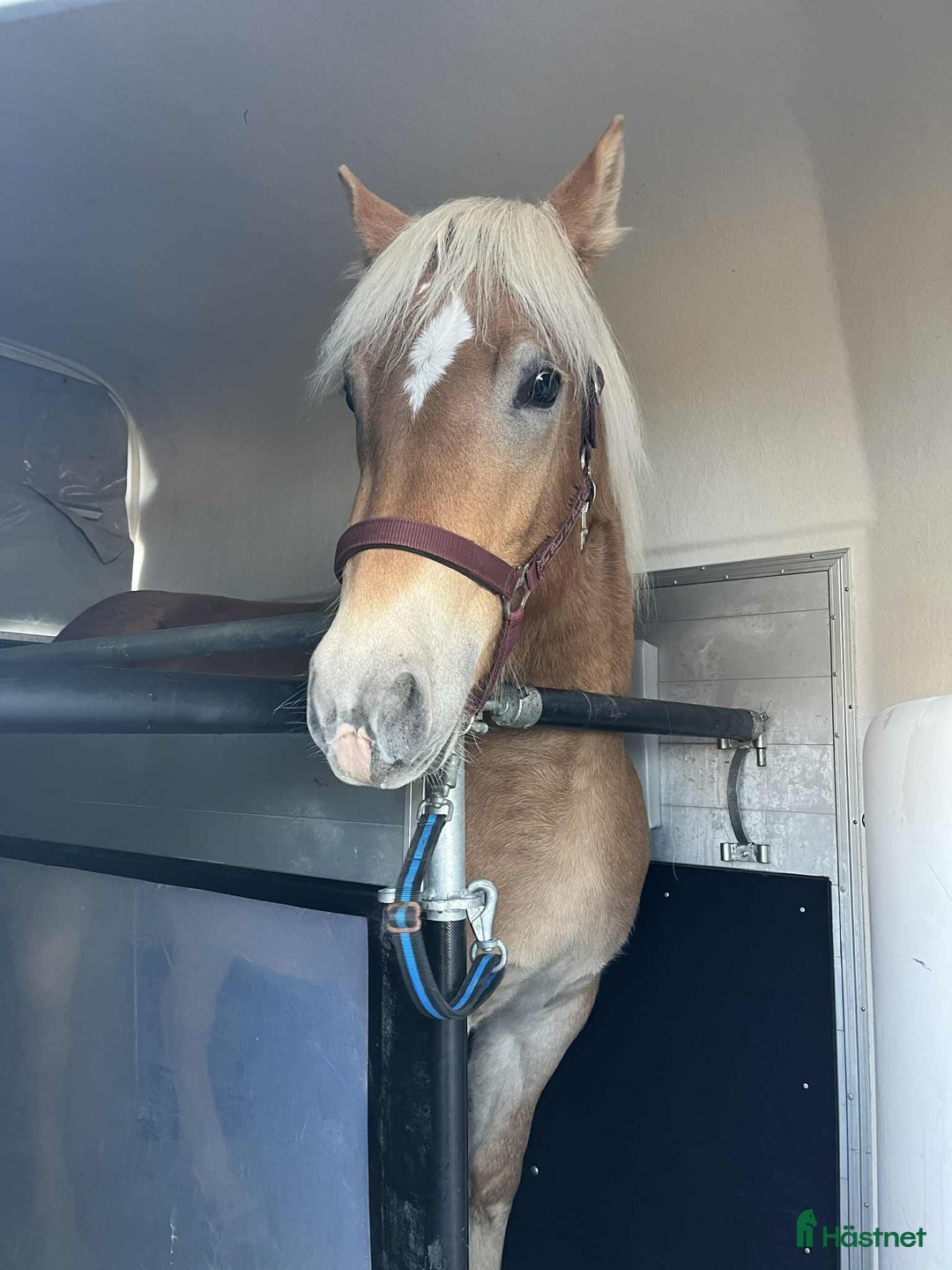 Allround hästar till salu: Haflingersto  i Sandsjöfors - Annons 2