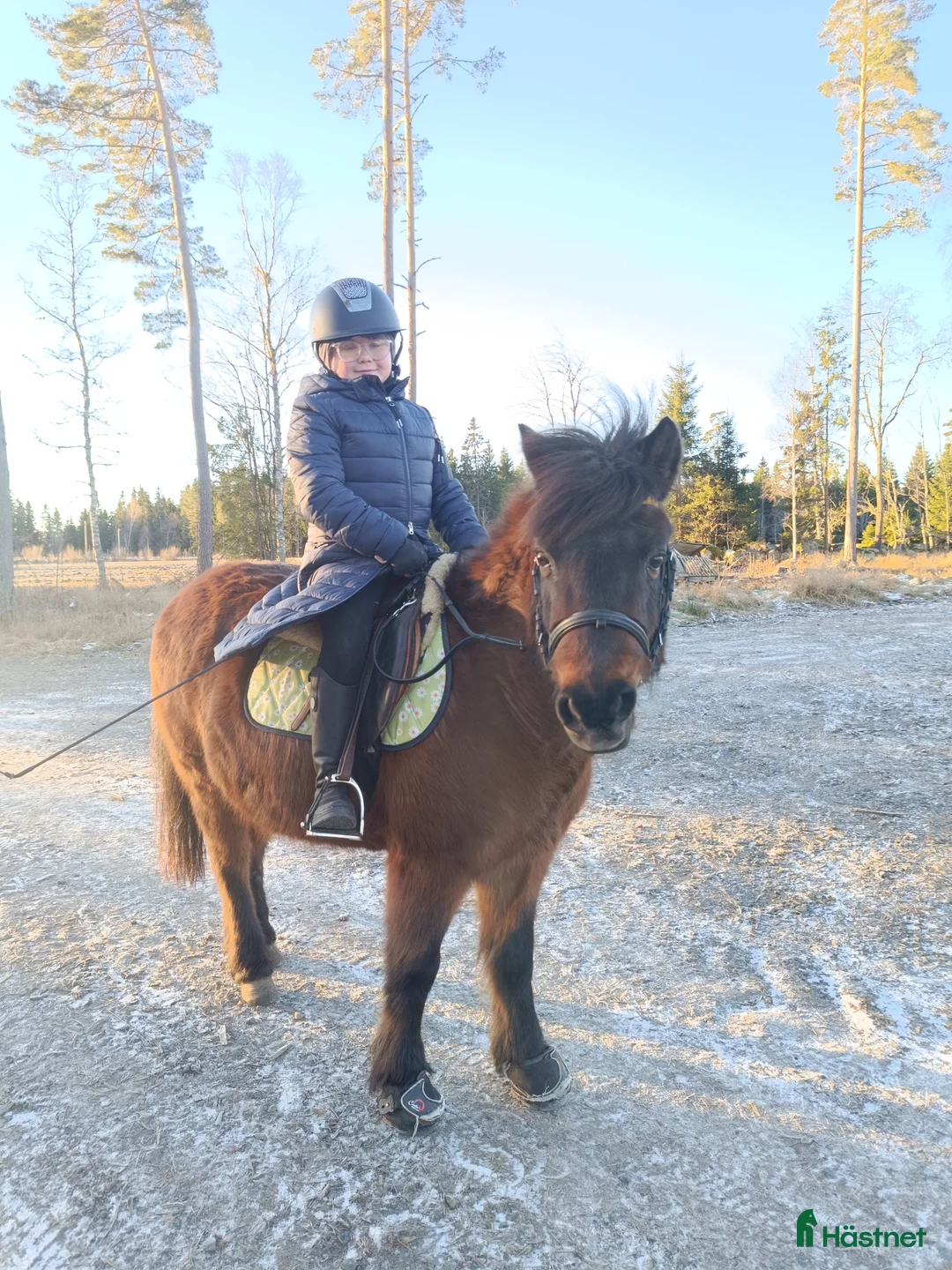 Allround hästar till salu: Barnponny som älskar skogsturer  i Nässjö - Annons 2