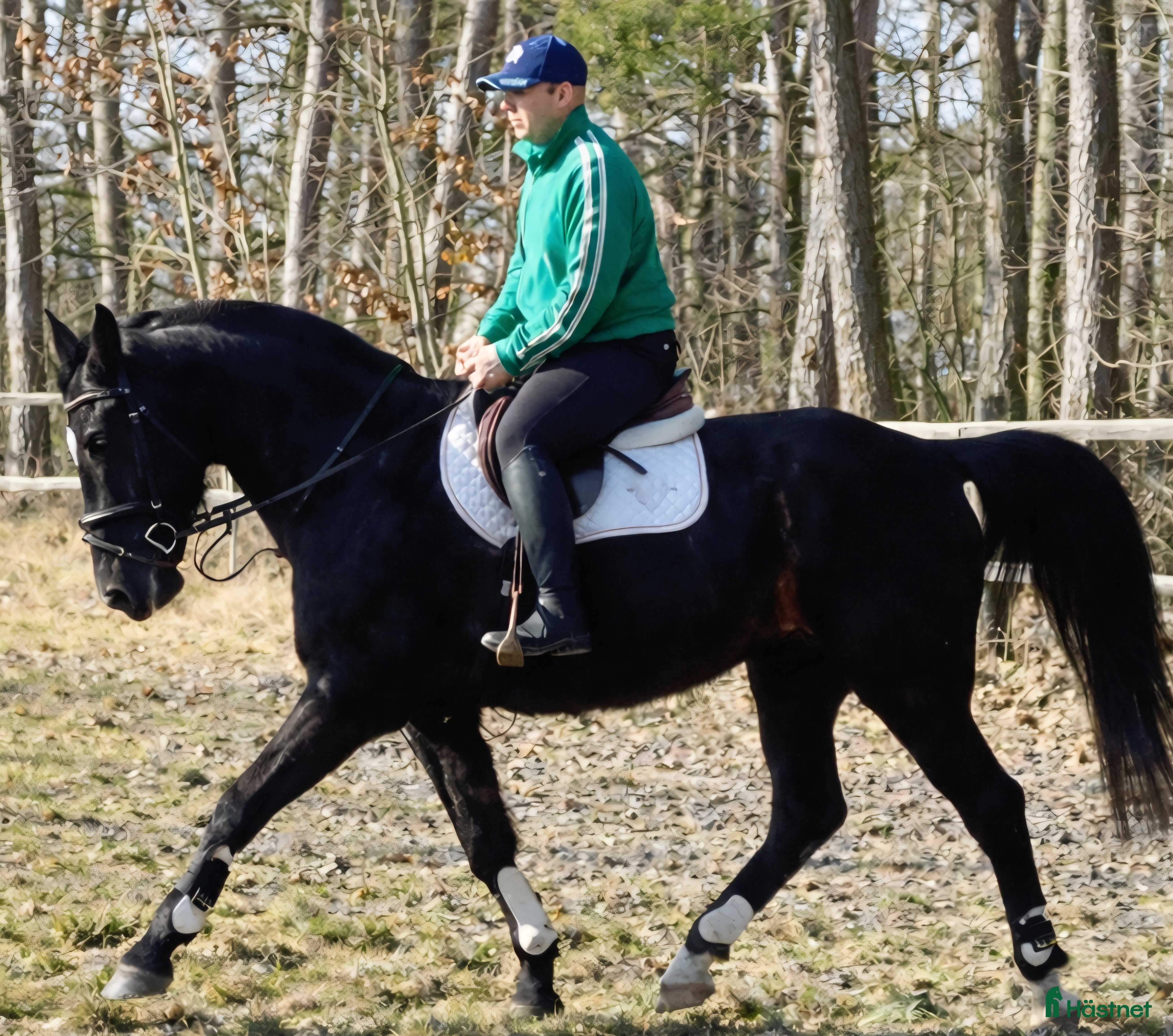  hästar Charming sweet Silesian-partner for everybody - Annons 1